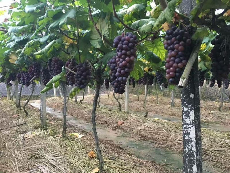 百香果