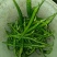 二荆条