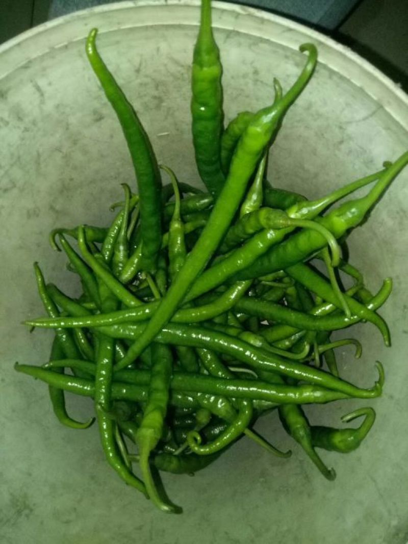 二荆条