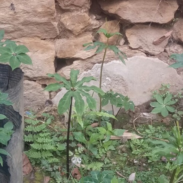 野生重楼，有苗有块茎可以上门选货，有需要的多多联系