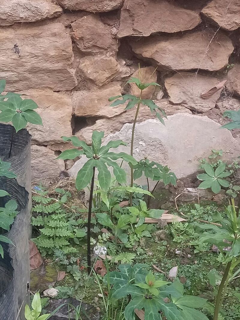 野生重楼，有苗有块茎可以上门选货，有需要的多多联系