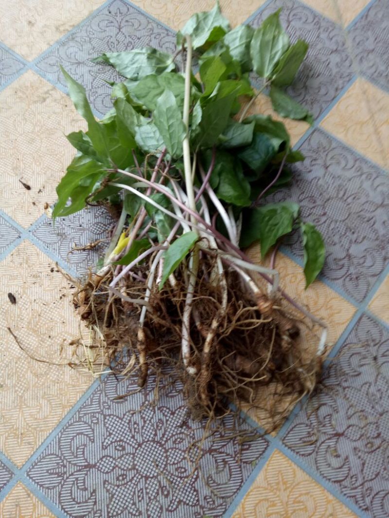 野生重楼，有苗有块茎可以上门选货，有需要的多多联系