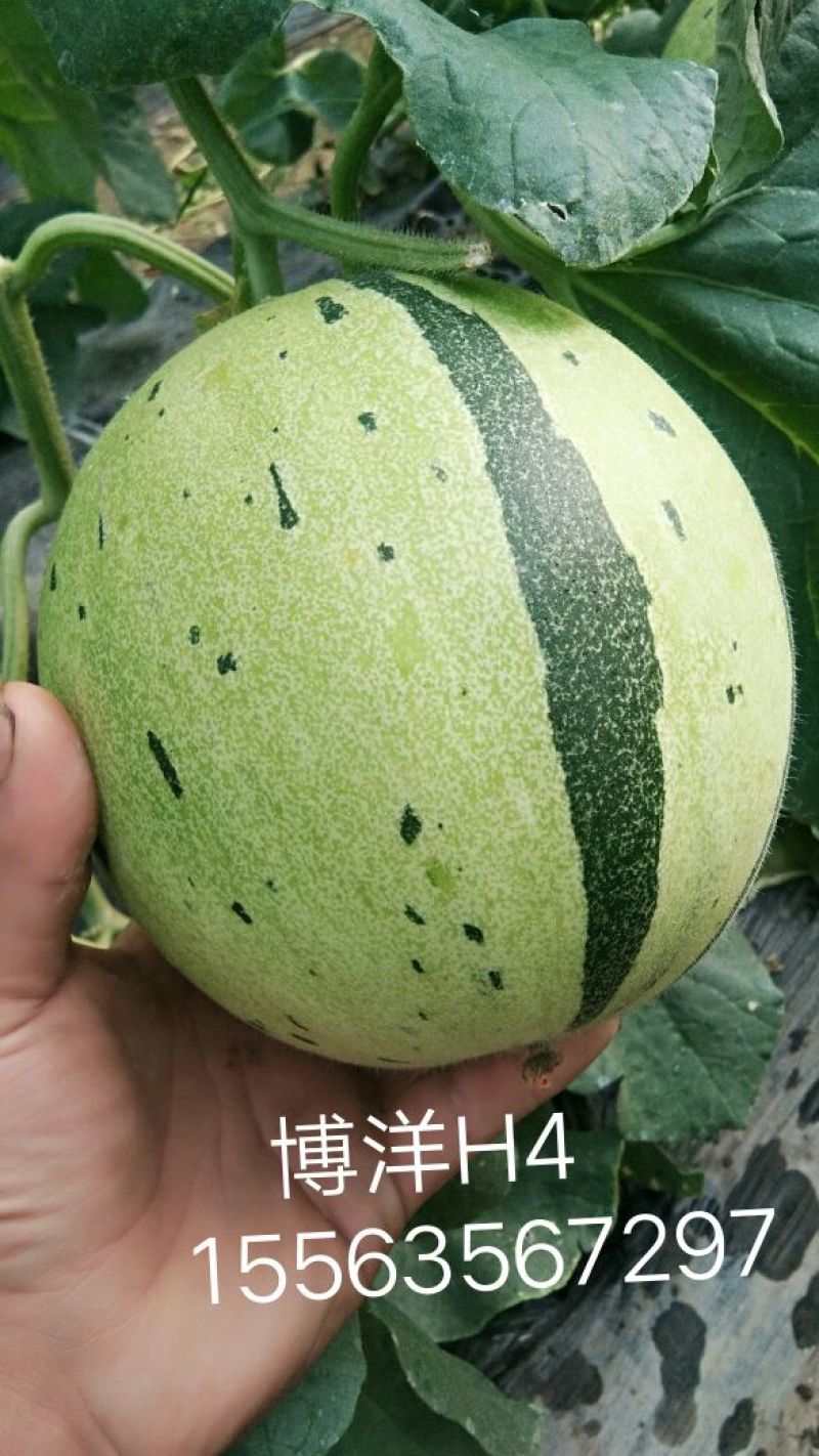 甜瓜精品2斤以上
