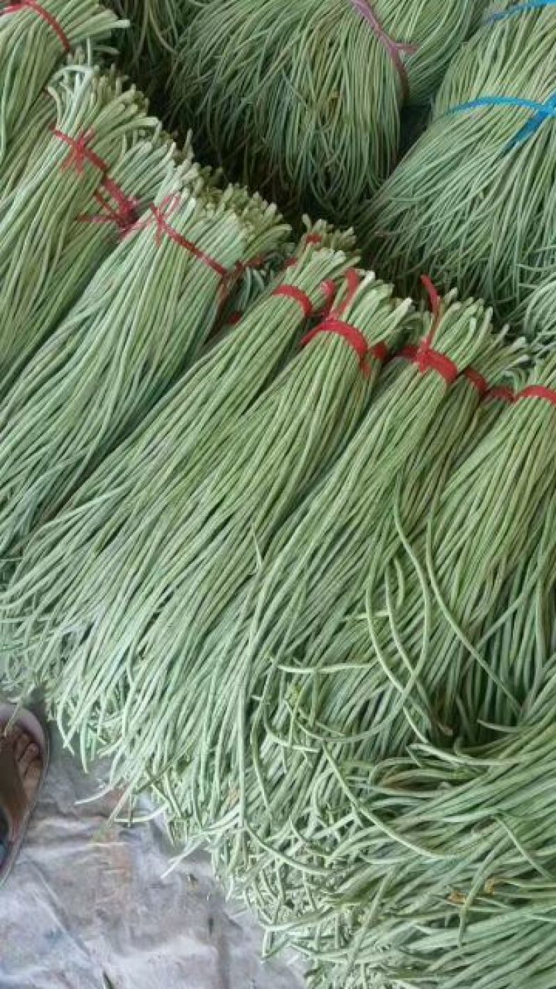 莘县春季长豆角大量供应