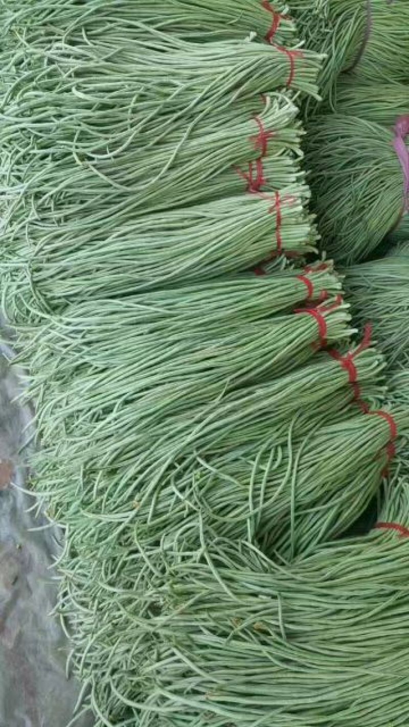 莘县春季长豆角大量供应
