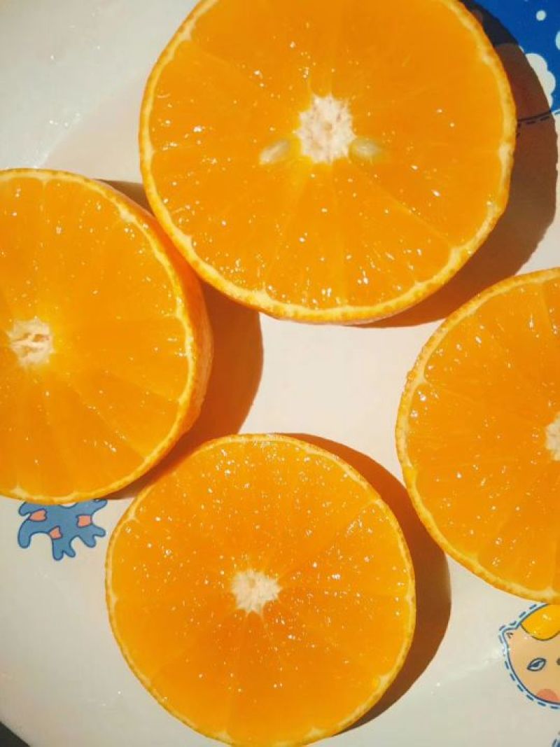 纽菏尔脐橙，塔罗科血橙预售
