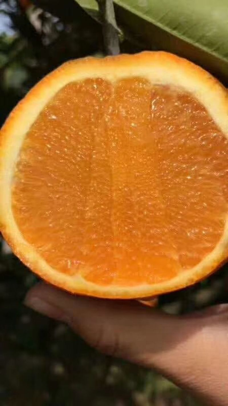 纽菏尔脐橙，塔罗科血橙预售