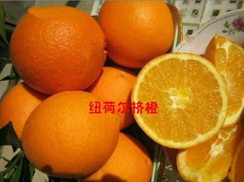 纽菏尔脐橙，塔罗科血橙预售