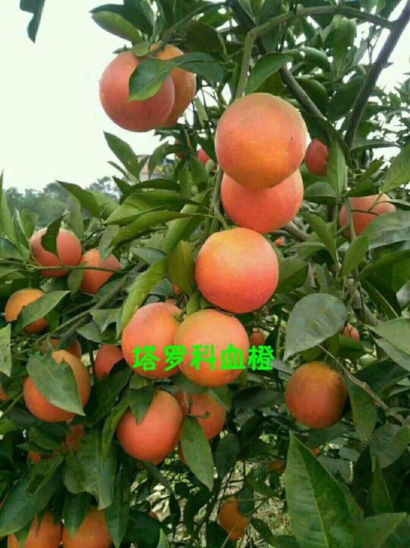 纽菏尔脐橙，塔罗科血橙预售