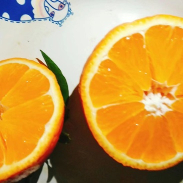 纽菏尔脐橙，塔罗科血橙预售