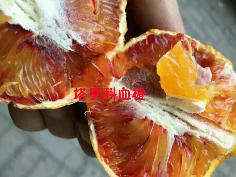 纽菏尔脐橙，塔罗科血橙预售