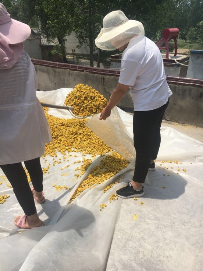 干菊花