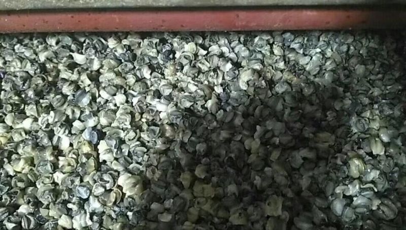 石螺肉3O斤一袋30斤可以发货