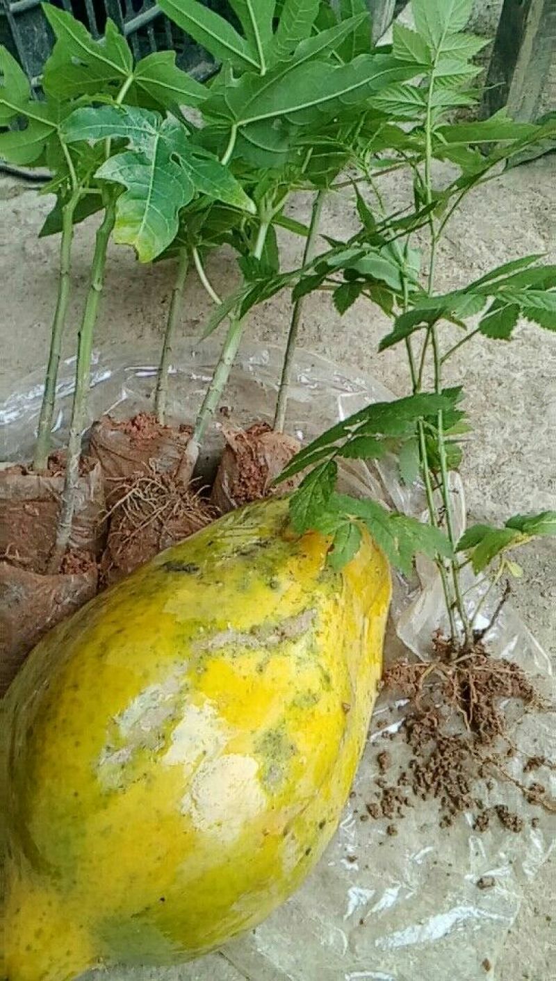 木瓜树苗20~30cm