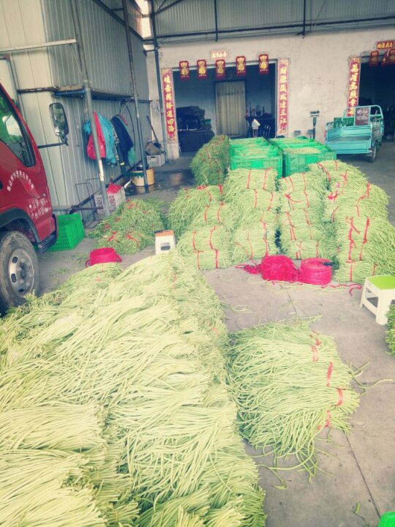 豇豆长豆角量大青条豆角大量上市对接各级客商欢迎咨询