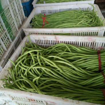 豇豆长豆角量大青条豆角大量上市对接各级客商欢迎咨询