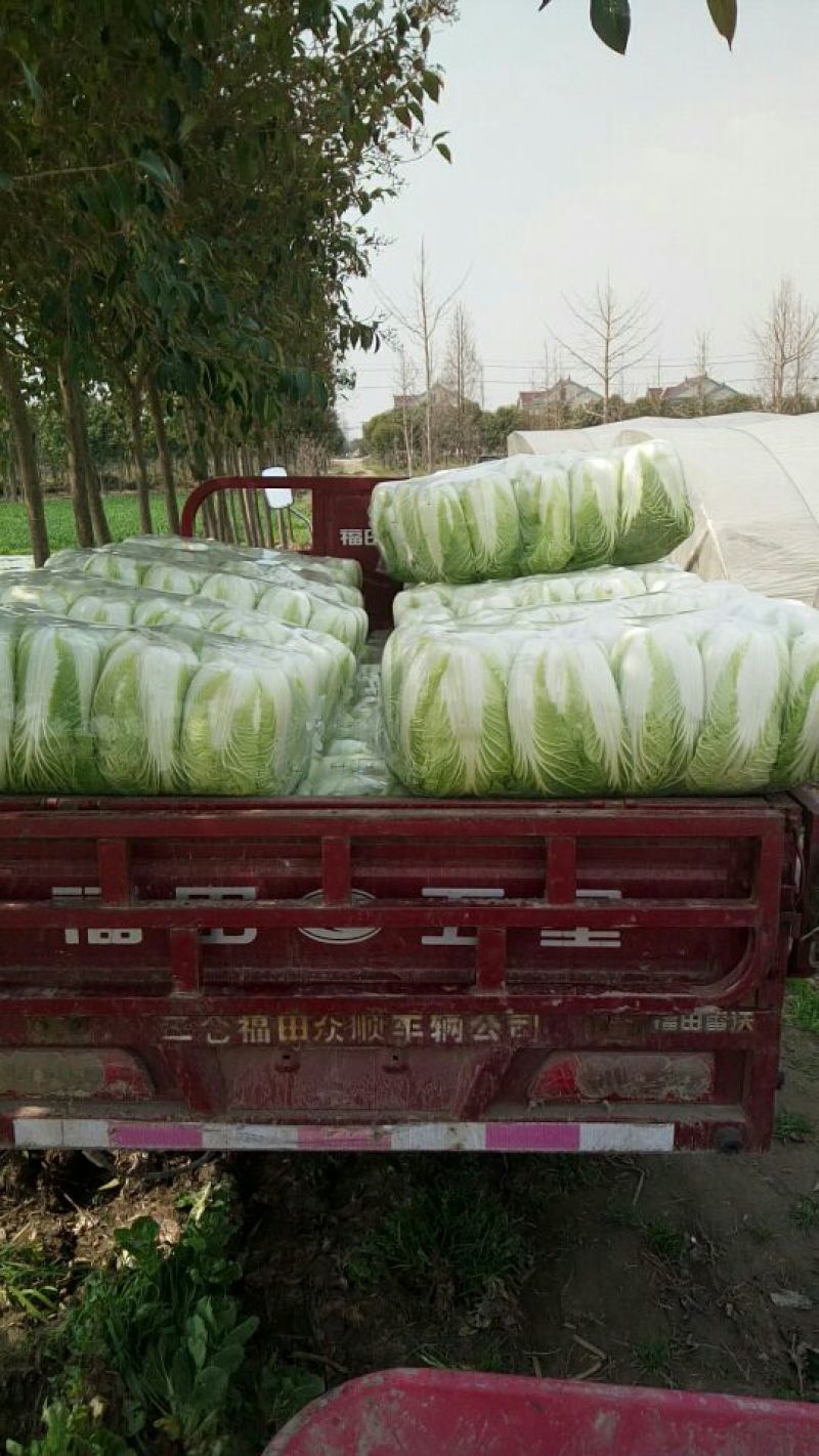 东台矮颗黄心大白菜，大娃菜
