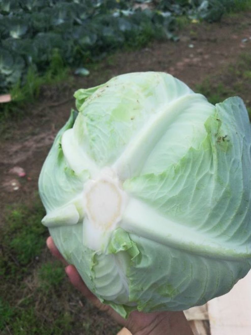 奥奇娜，产地直销，供应到明年，货源充足，合作共赢！