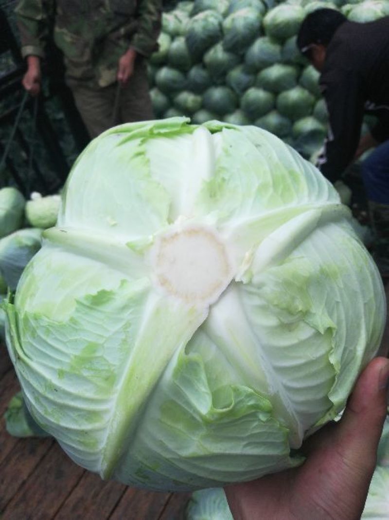 奥奇娜，产地直销，供应到明年，货源充足，合作共赢！