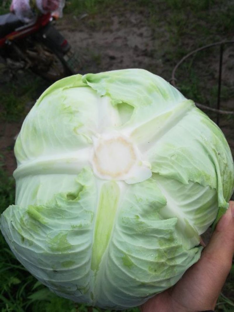 奥奇娜，产地直销，供应到明年，货源充足，合作共赢！