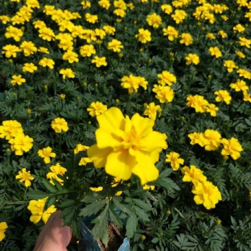 孔雀草