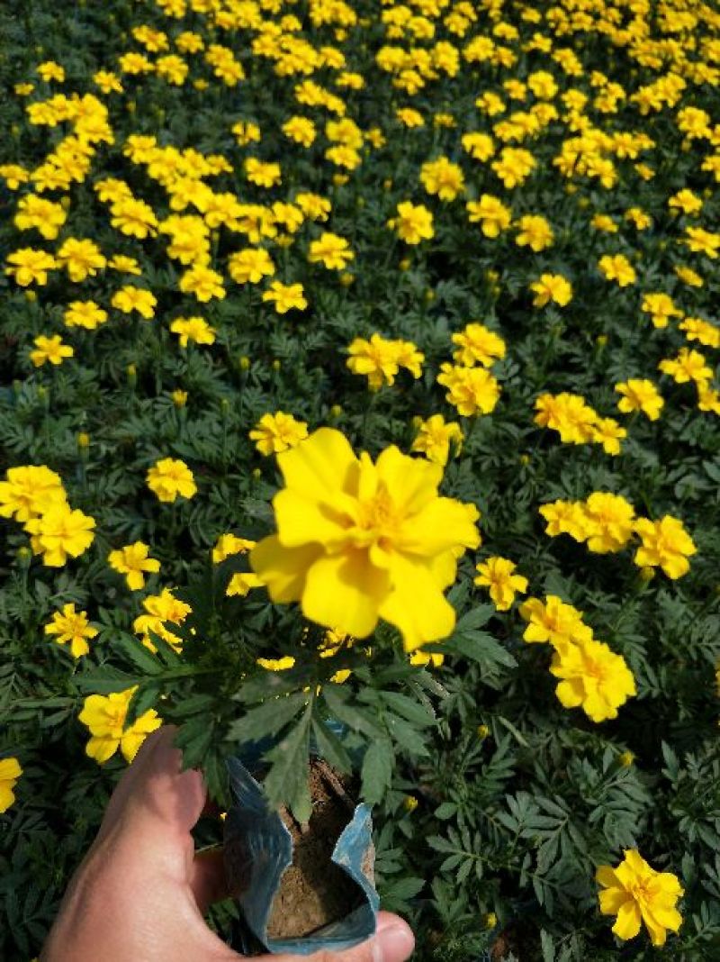 孔雀草