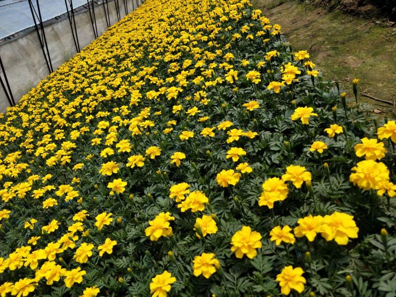 孔雀草