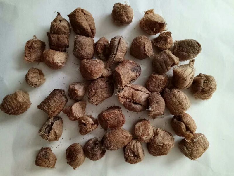 桑螵蛸熟大绵生大绵纯干货
