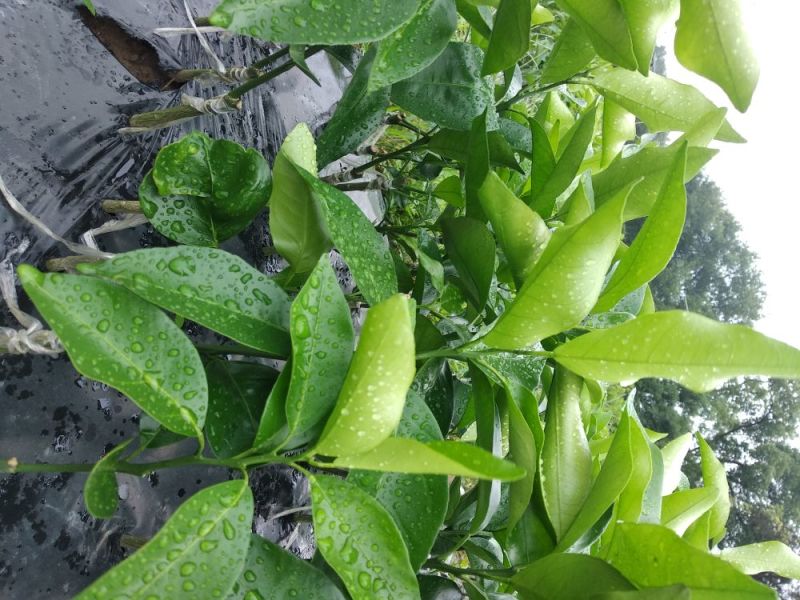 沃柑苗