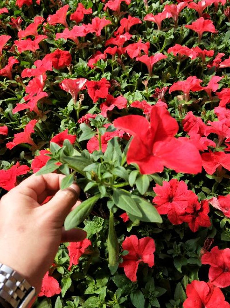 牵牛花