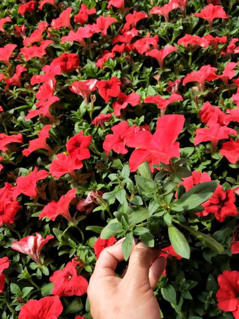 牵牛花