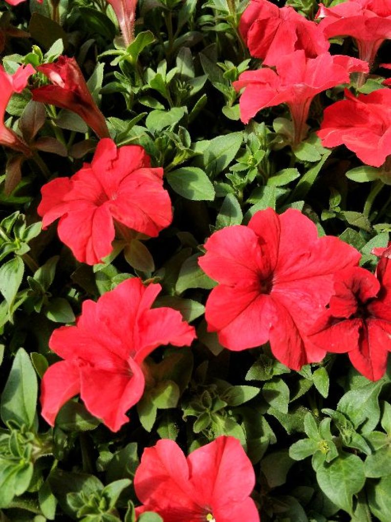 牵牛花