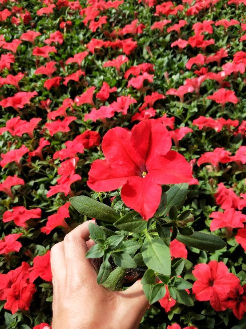 牵牛花