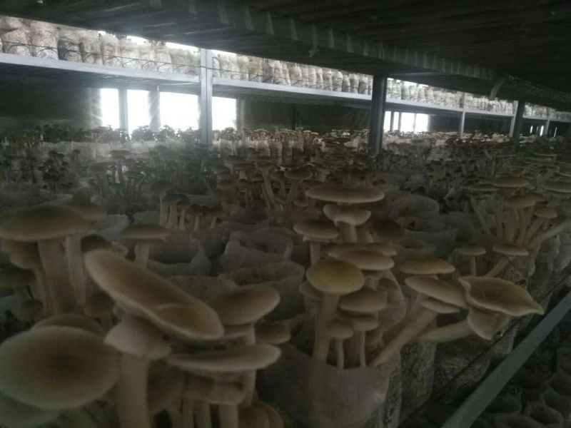 茶树菇干