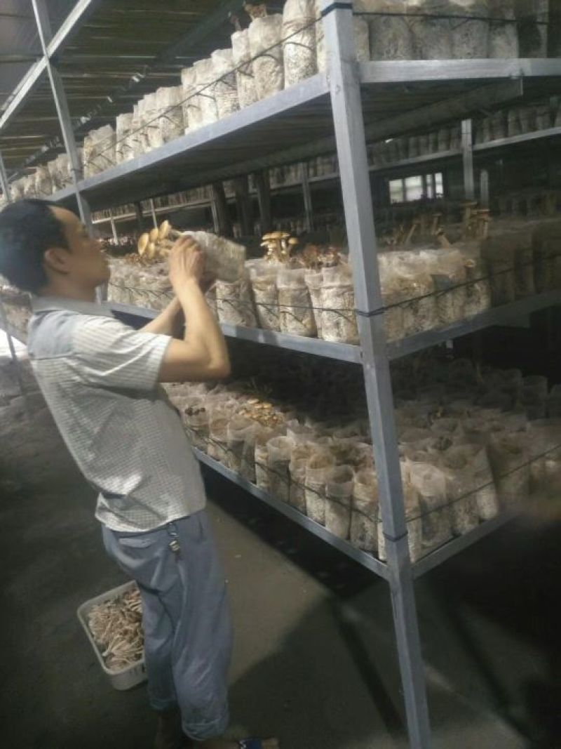 茶树菇干