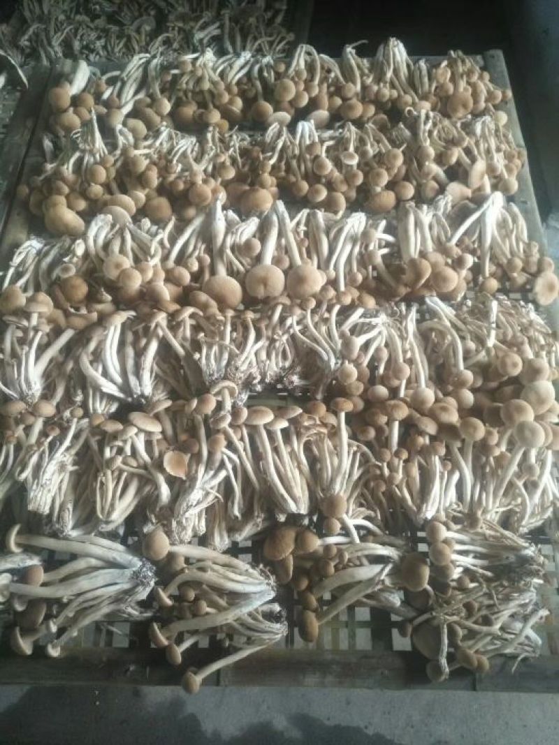茶树菇干