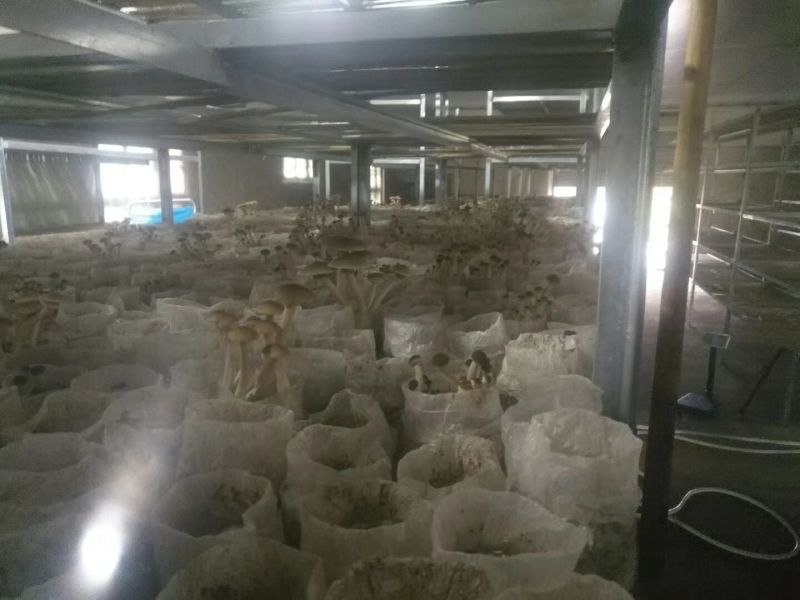 茶树菇干