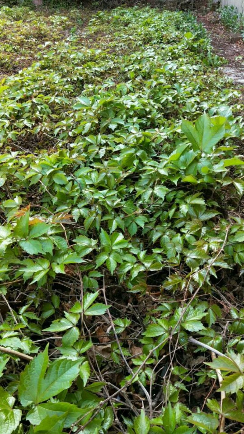 专攻三叶爬山虎和五叶地锦