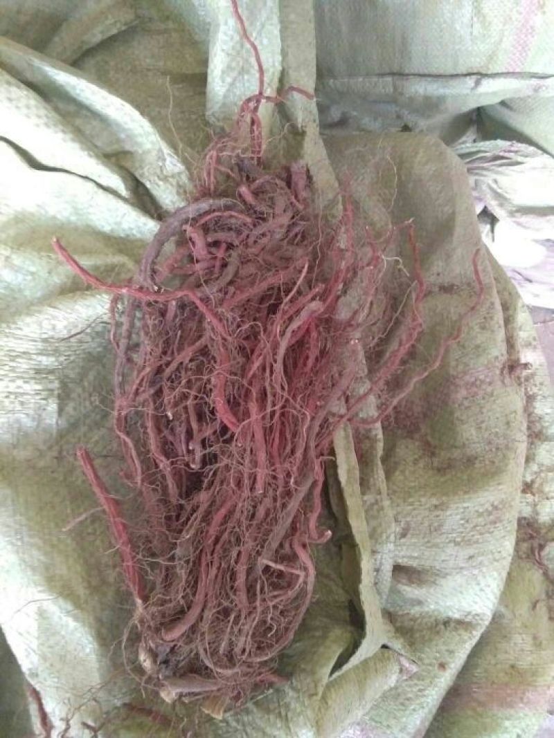 裕丹参山东通货无卢头杂质少，半精品，货干色红