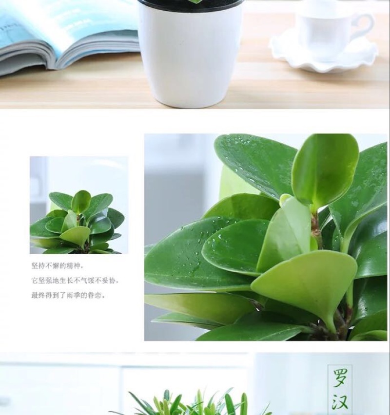 豆瓣绿