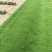 百慕大混播黑麦草
