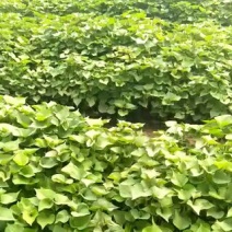 陕西省:西安市:鄠邑区、我们有自己的育苗基地。