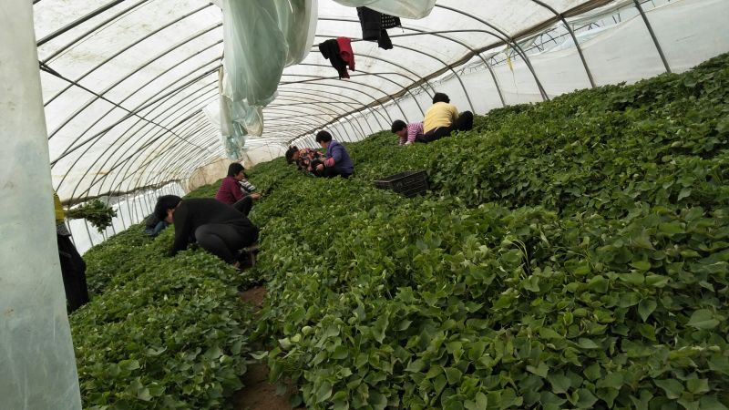 陕西省:西安市:鄠邑区、我们有自己的育苗基地。