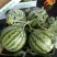 8424西瓜🍉以大量上市...
