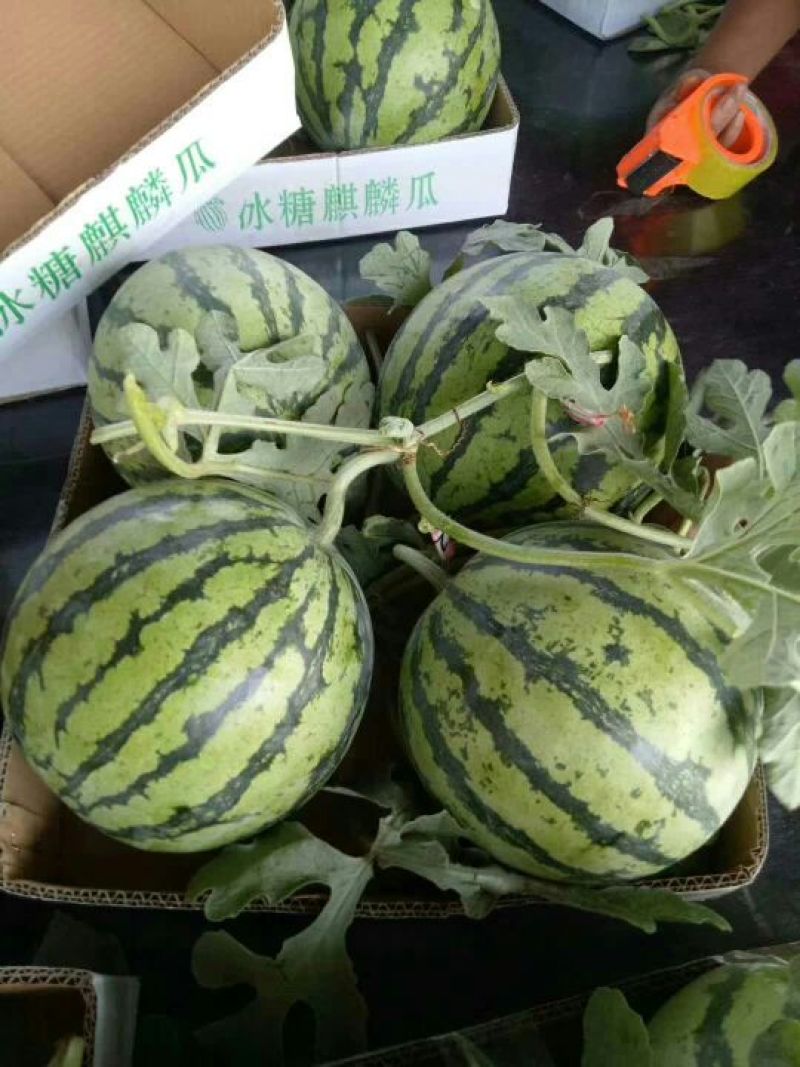 8424西瓜🍉以大量上市...