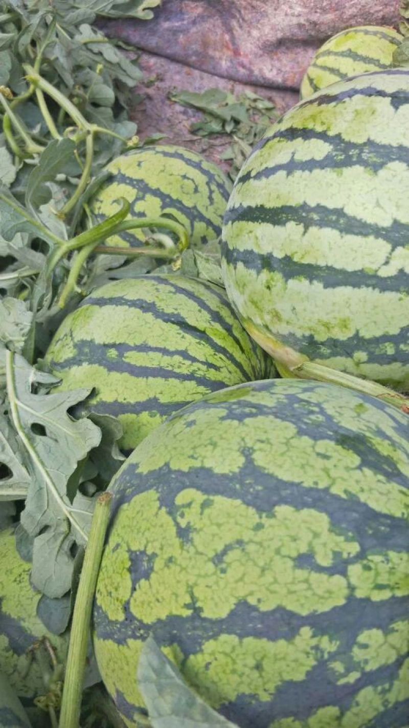 8424西瓜🍉以大量上市...