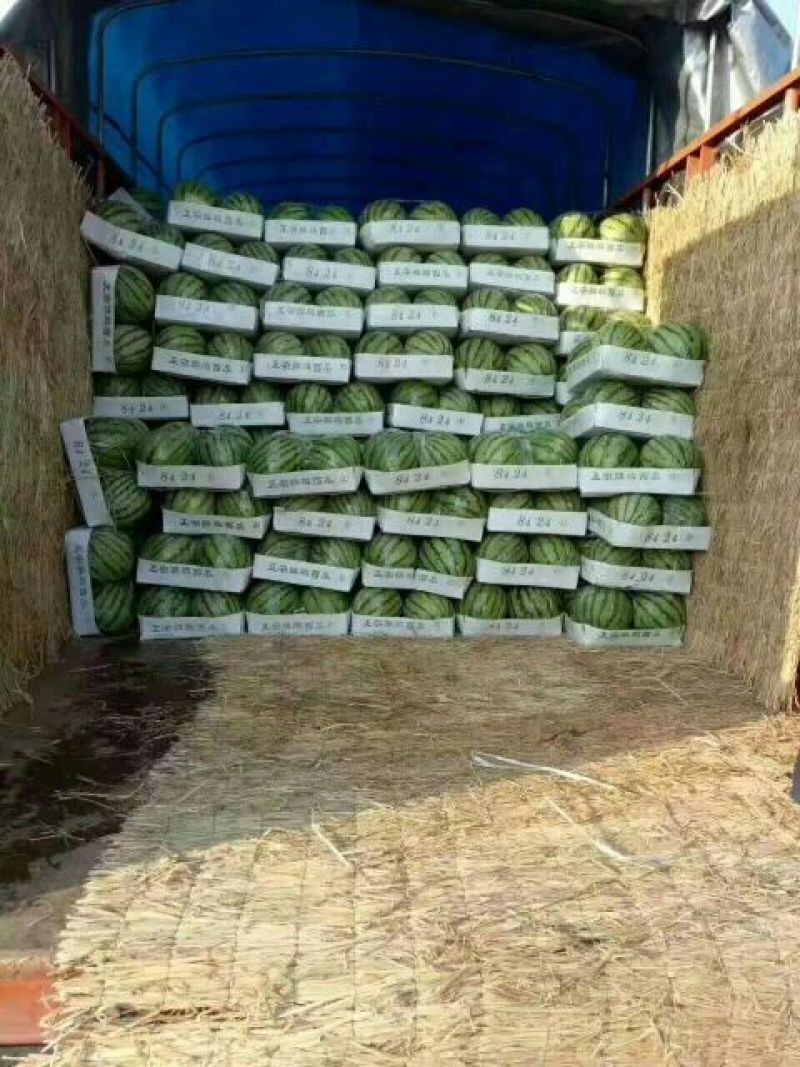 8424西瓜🍉以大量上市...