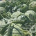 8424西瓜🍉以大量上市...