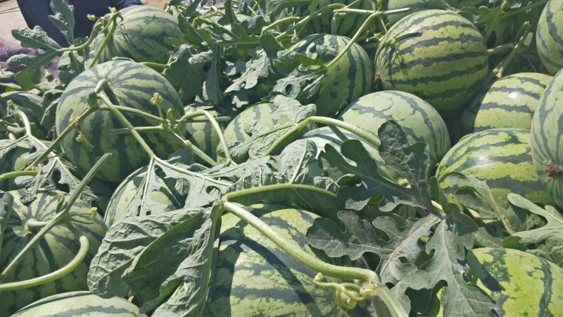8424西瓜🍉以大量上市...