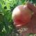 湖北红不软毛桃春雪突围桃品种齐全，量大从优可视频看货